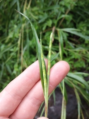 Rottboellia cochinchinensis