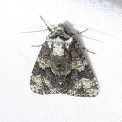 Craniophora ligustri