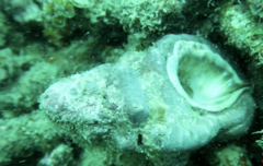 Tonnoidea