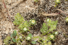 Daucus