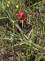 Macroptilium lathyroides