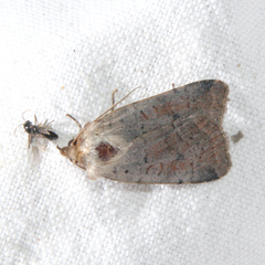 Protolampra sobrina