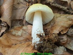 Russula solaris