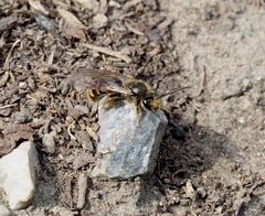 Lasioglossum marginatum