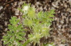 Daucus