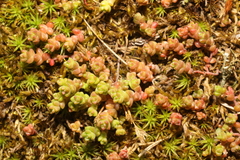 Sedum anglicum