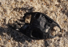 Rostroraja eglanteria