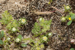 Daucus