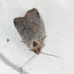 Protolampra sobrina