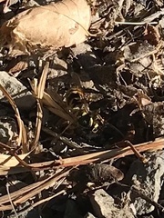 Vespula pensylvanica