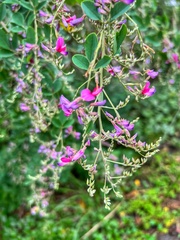 Lespedeza thunbergii