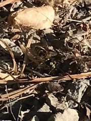 Vespula pensylvanica