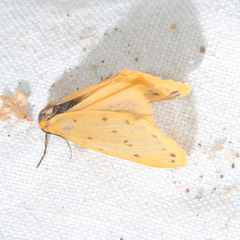 Setina irrorella