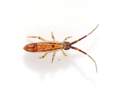 Orchesella flavescens
