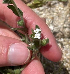 Plagiobothrys arizonicus