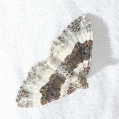 Epirrhoe rivata