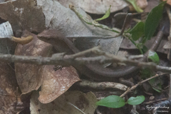 Lampropholis delicata