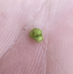 Plagiobothrys arizonicus