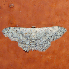 Scopula marginepunctata