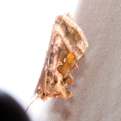 Autographa jota