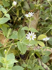 Stellaria aquatica