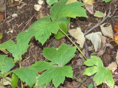Hydrastis canadensis