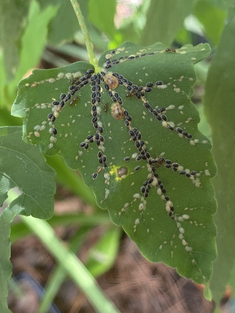 Melon Aphid from David Fort Rd, Argyle, TX, US on October 15, 2022 at