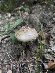 Amanita pantherina