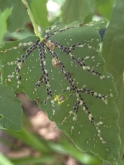 Aphis gossypii