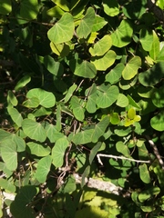 Cissampelos torulosa