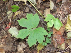 Hydrastis canadensis
