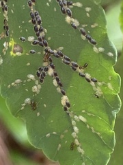 Aphis gossypii