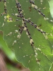 Aphis gossypii