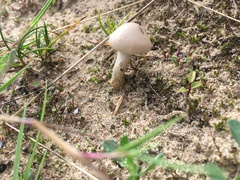 Macrolepiota mastoidea