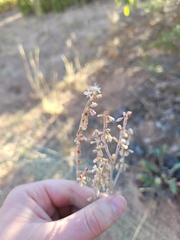 Eriogonum racemosum