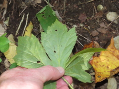 Hydrastis canadensis