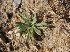 Oenothera humifusa