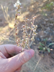 Eriogonum racemosum