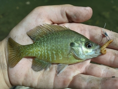 Lepomis macrochirus × cyanellus