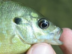 Lepomis macrochirus × cyanellus