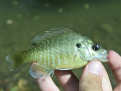Lepomis macrochirus × cyanellus