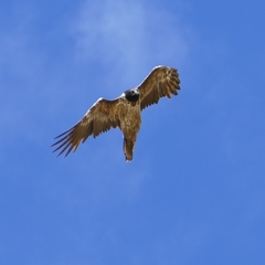 Gypaetus barbatus barbatus