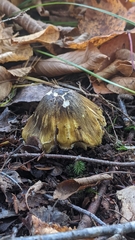 Tricholoma subsejunctum