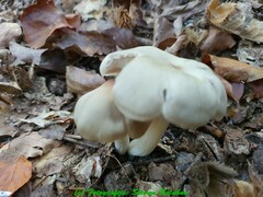 Entoloma