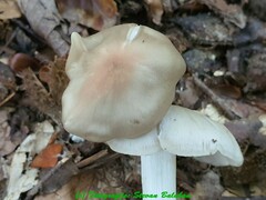 Entoloma