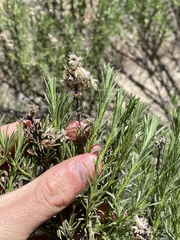 Ericameria pinifolia