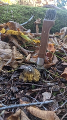 Tricholoma subsejunctum