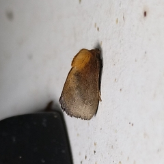 Euprosterna sapucaya