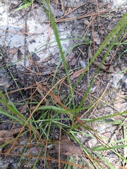 Rhynchospora globularis