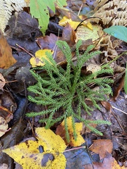 Dendrolycopodium